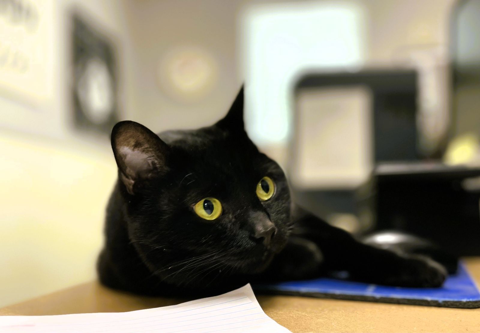 Kitty Retreat | Rae-Zor Grooming Boarding Daycare